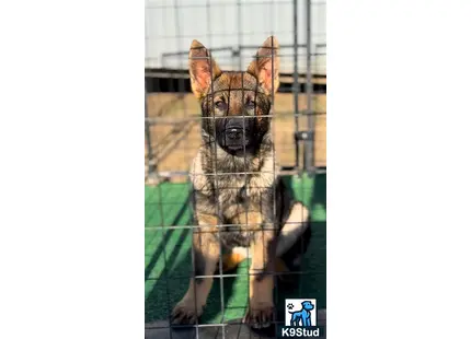 a german shepherd dog in a cage